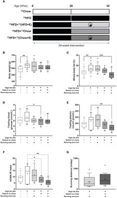 Evaluation of bone marrow glucose uptake and adiposity in male rats after diet and exercise interventions